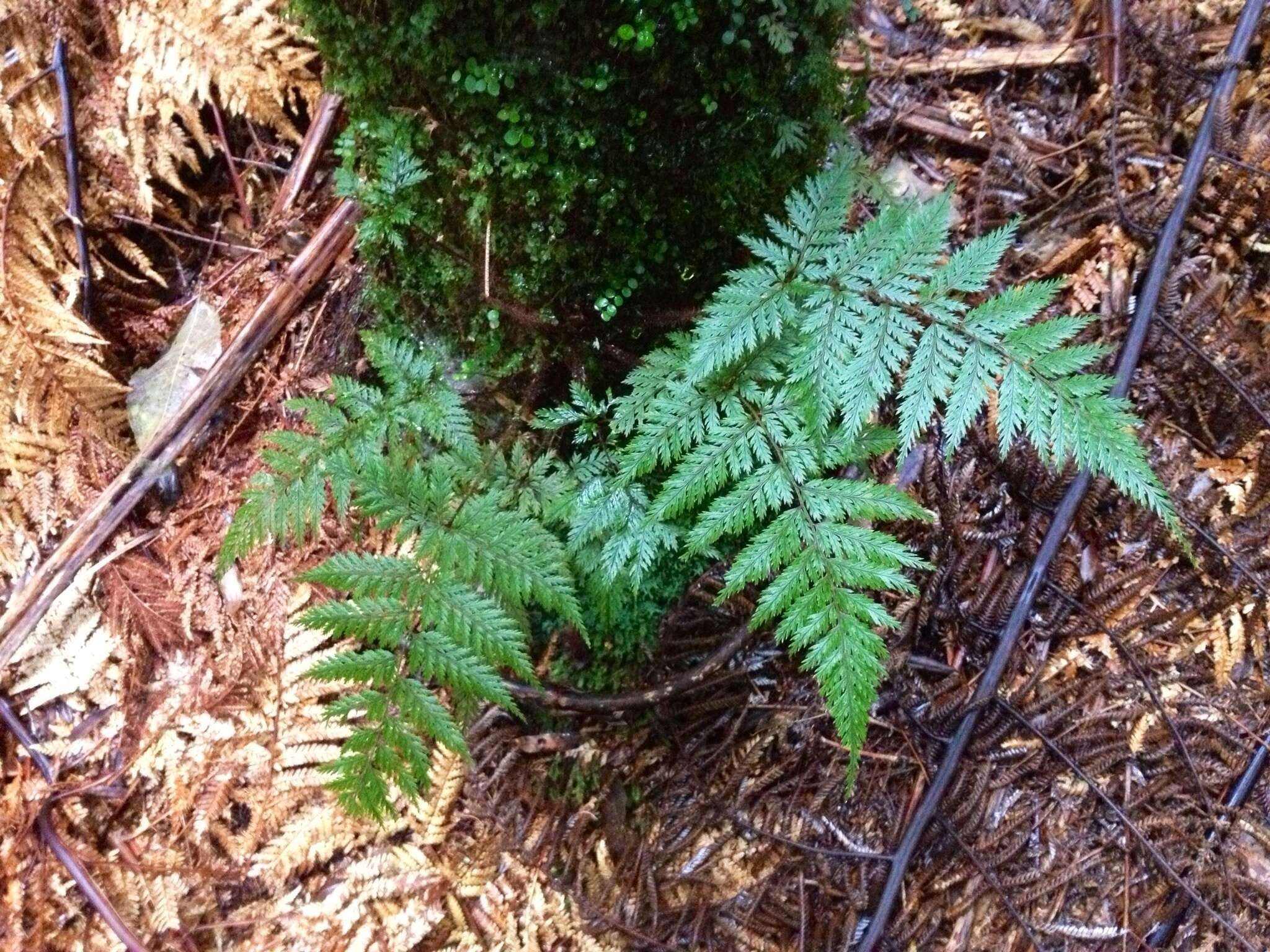 Image of Lastreopsis hispida (Sw.) Tindale