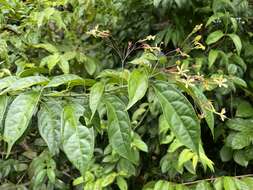 Sivun Clerodendrum laevifolium Blume kuva