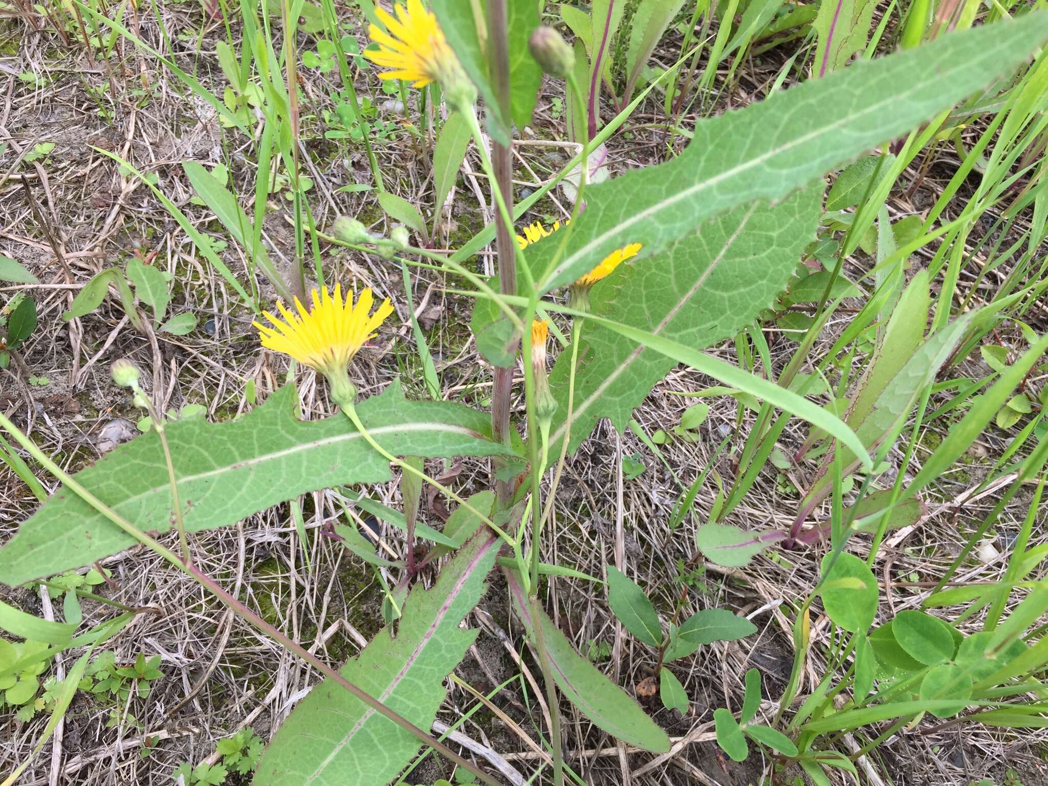 Image of moist sowthistle