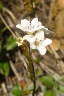 Image of Myosotis laeta Cheesem.