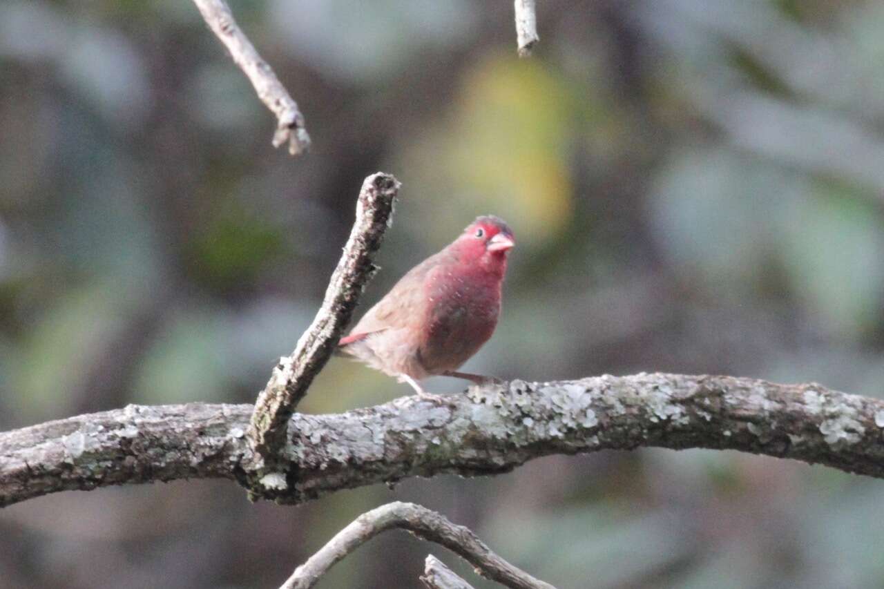 Image of Bar-breasted Firefinch