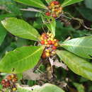 Image of Psychotria psychotriifolia (Seem.) Standl.