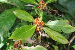 Psychotria psychotriifolia (Seem.) Standl. resmi