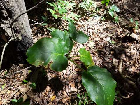 Image of Ficus nymphaeifolia Mill.