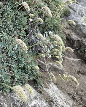 Image of halfshrub rockmat