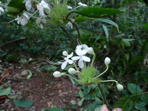 Image of Clerodendrum capitatum (Willd.) Schumach.