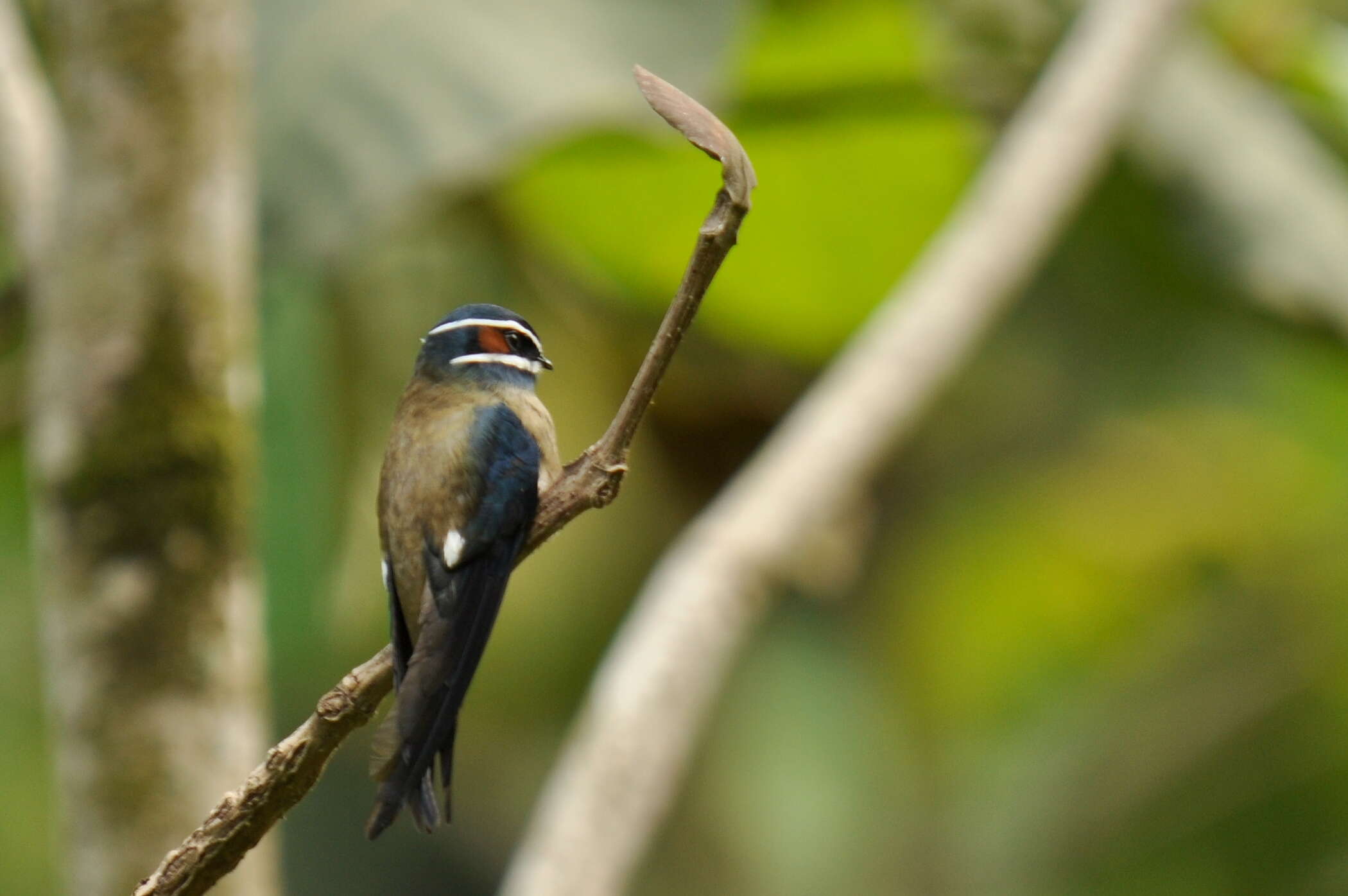 Image of Whiskered Treeswift