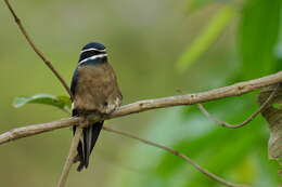 Image of Whiskered Treeswift