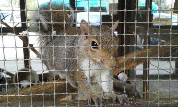 Image of Sciurus subgen. Sciurus Linnaeus 1758