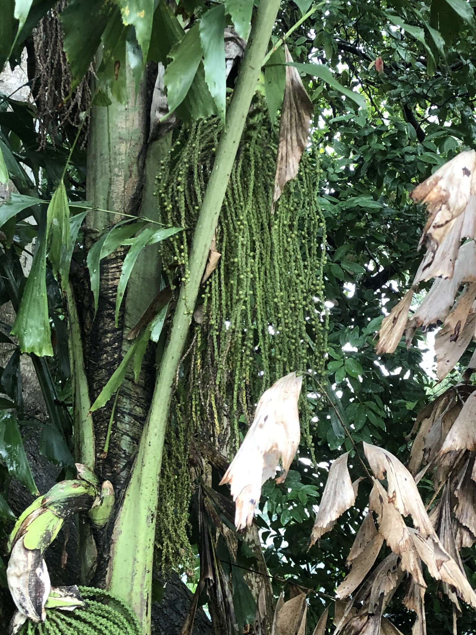 Image of Burmese fishtail palm