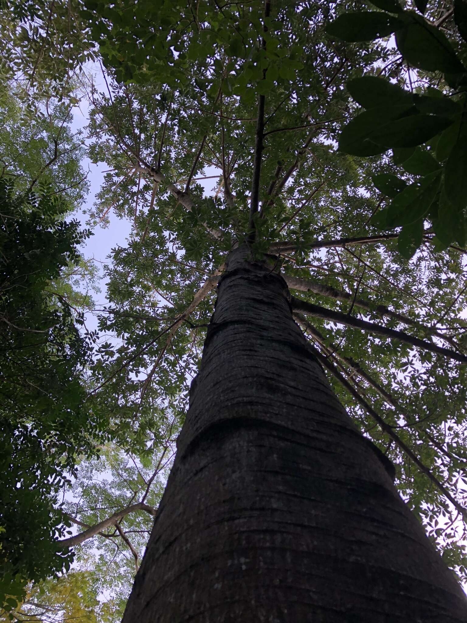 Image of Jacaratia spinosa (Aubl.) A. DC.