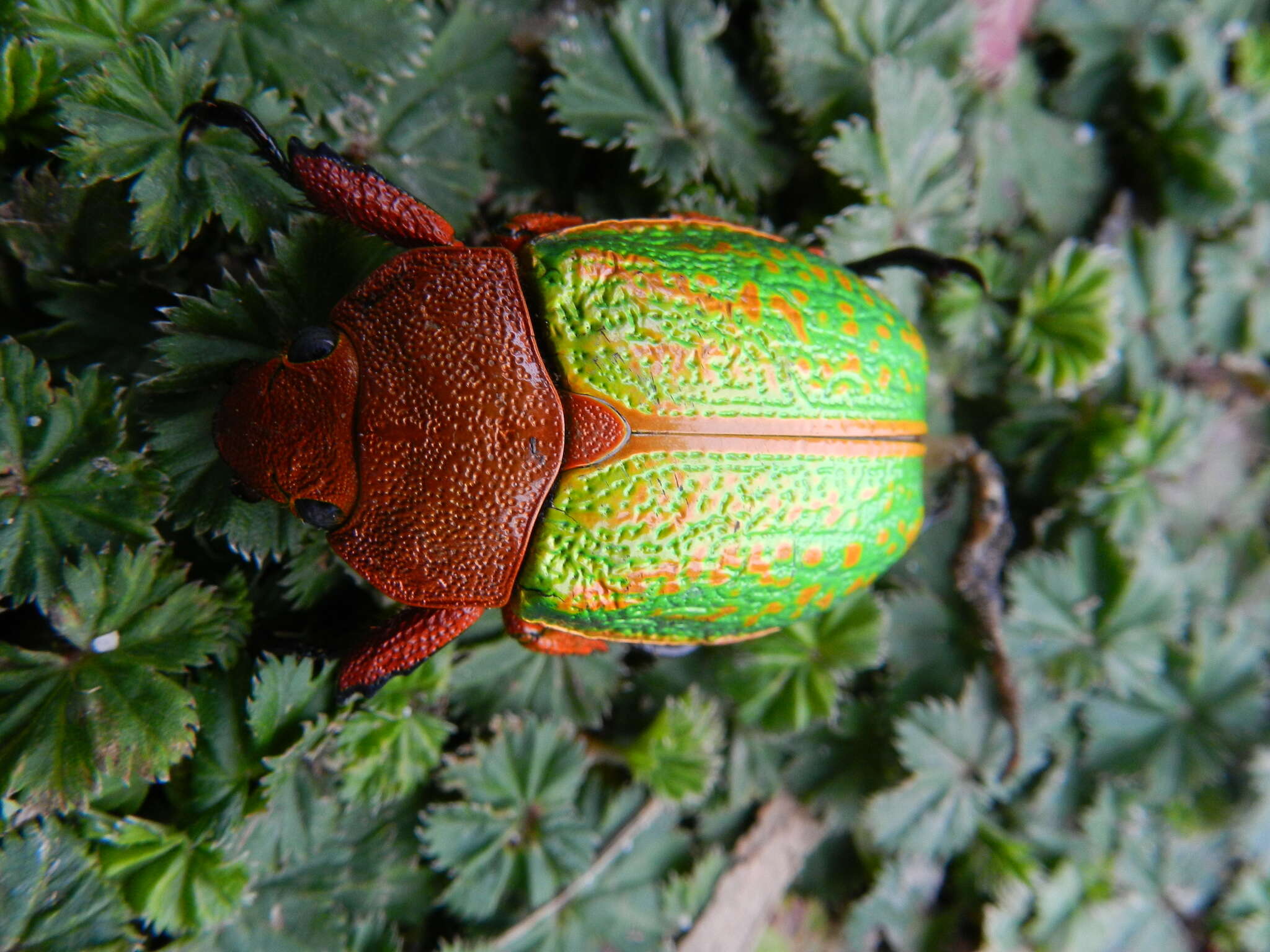 Imagem de Chrysina victorina (Hope 1840)