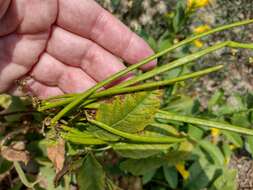 Image of chestnutleaf trumpetbush