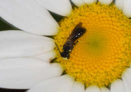 Imagem de Hylaeus illinoisensis (Robertson 1896)