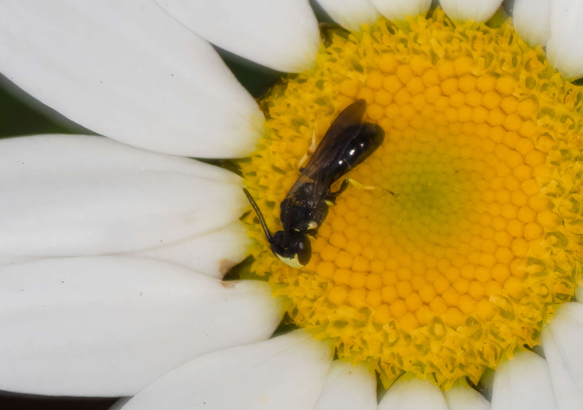 Imagem de Hylaeus illinoisensis (Robertson 1896)