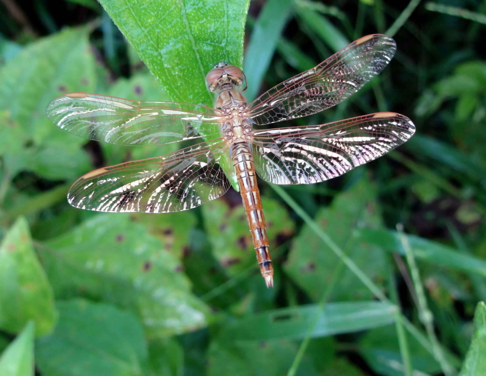 Image of Ditch Jewel