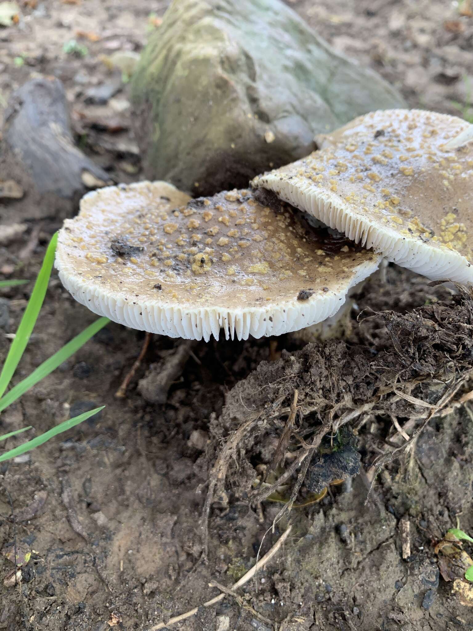 Image of Yellow spotted amanita