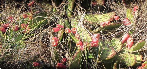 Image of Eastern Prickly Pear