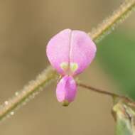 Image of Santa Cruz Island ticktrefoil