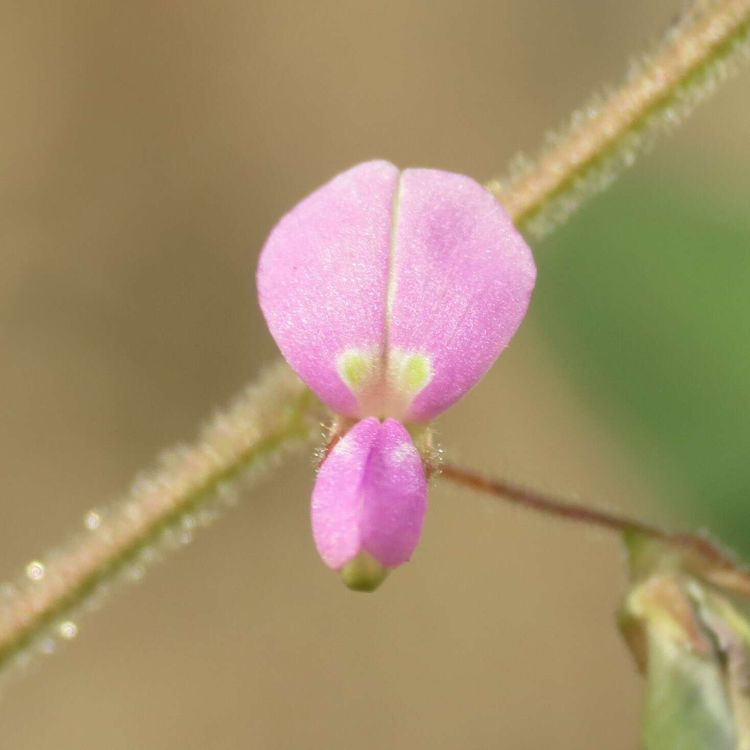 Plancia ëd Desmodium psilocarpum A. Gray