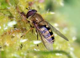 Plancia ëd Syrphus ribesii (Linnaeus 1758)