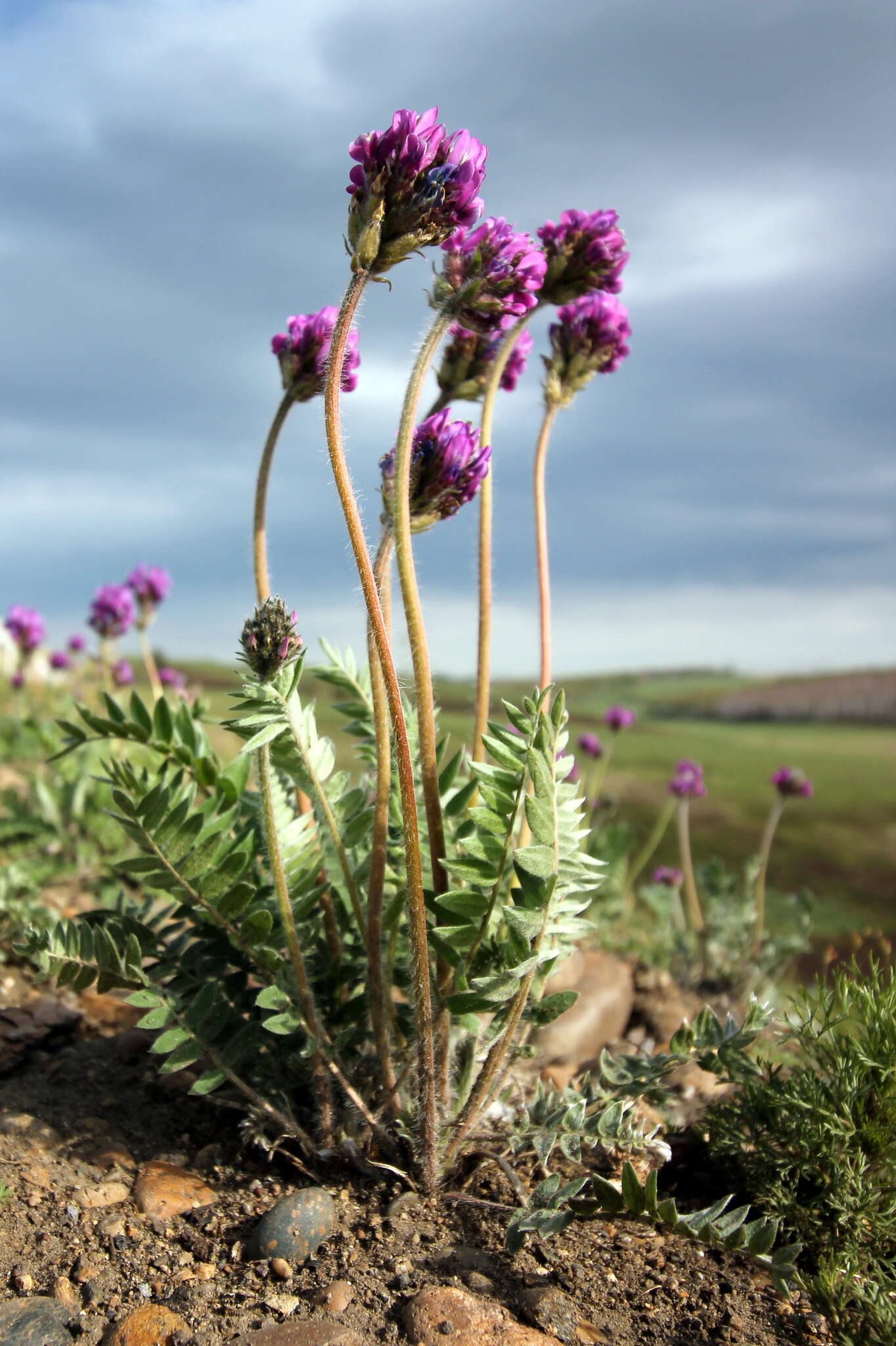 Image de Oxytropis strobilacea Bunge