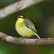 Image of Gray-headed Tody-Flycatcher