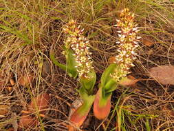 Image of Wurmbea variabilis B. Nord.