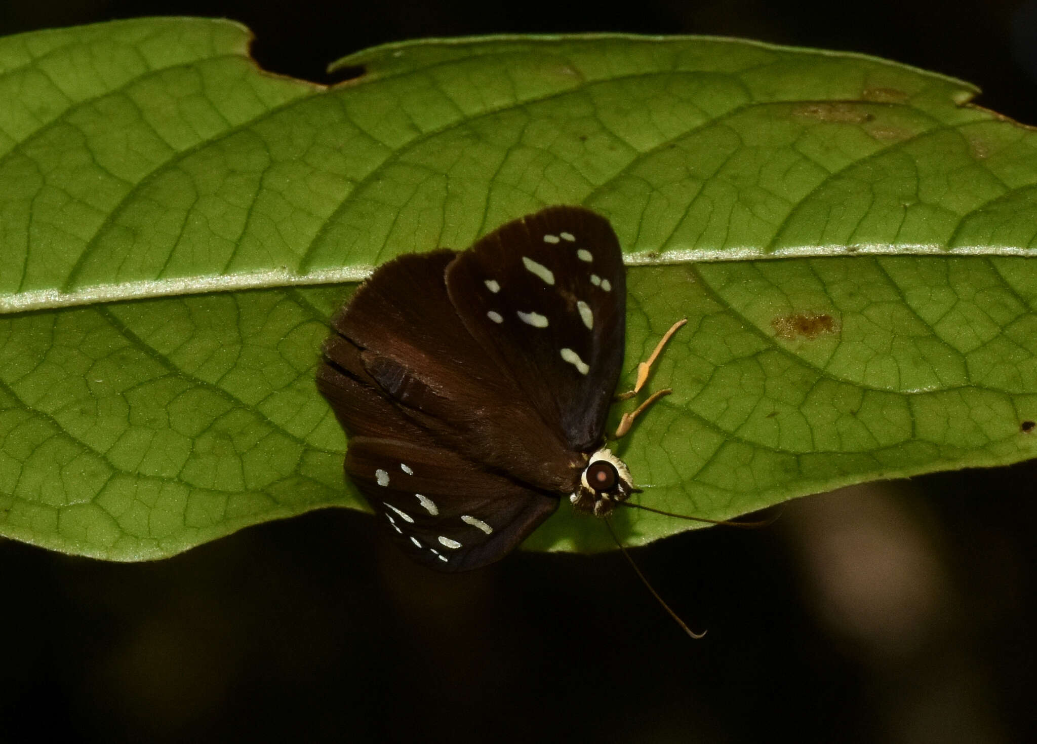 Hyalothyrus infernalis Möschler 1876 resmi