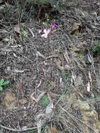 Image of Stylidium lineare Sw. ex Willd.