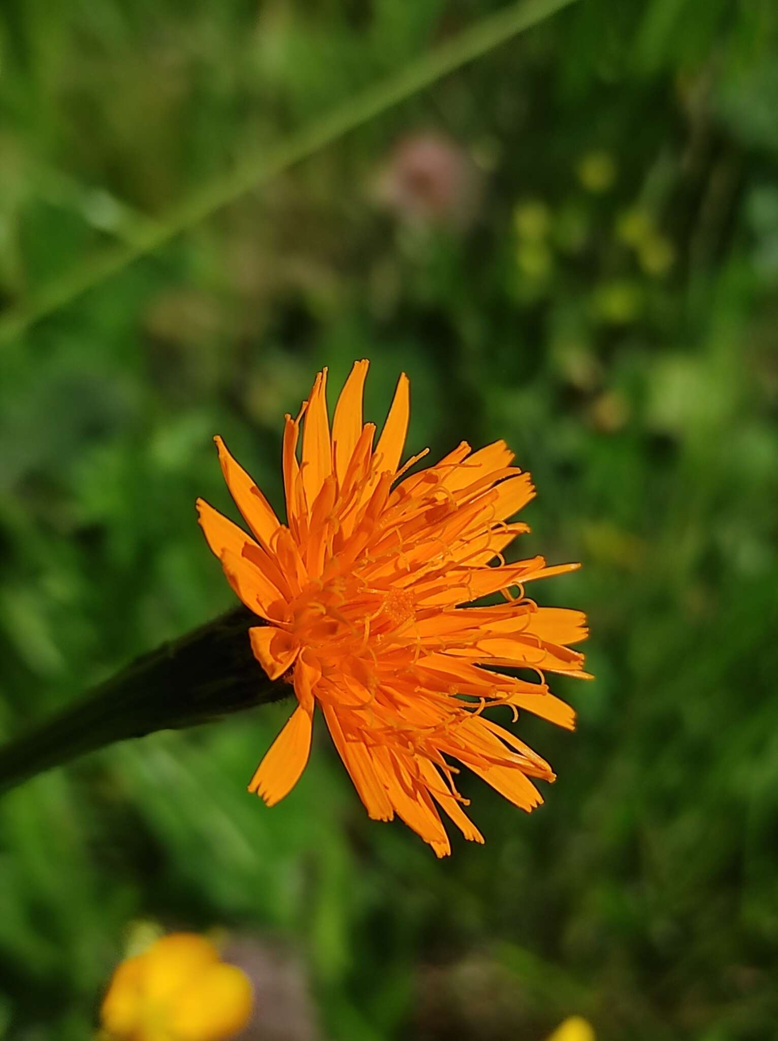 Image of Scorzoneroides crocea (Haenke) Holub