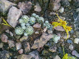 Image of Mammillaria saboae subsp. haudeana (A. B. Lau & K. Wagner) D. R. Hunt