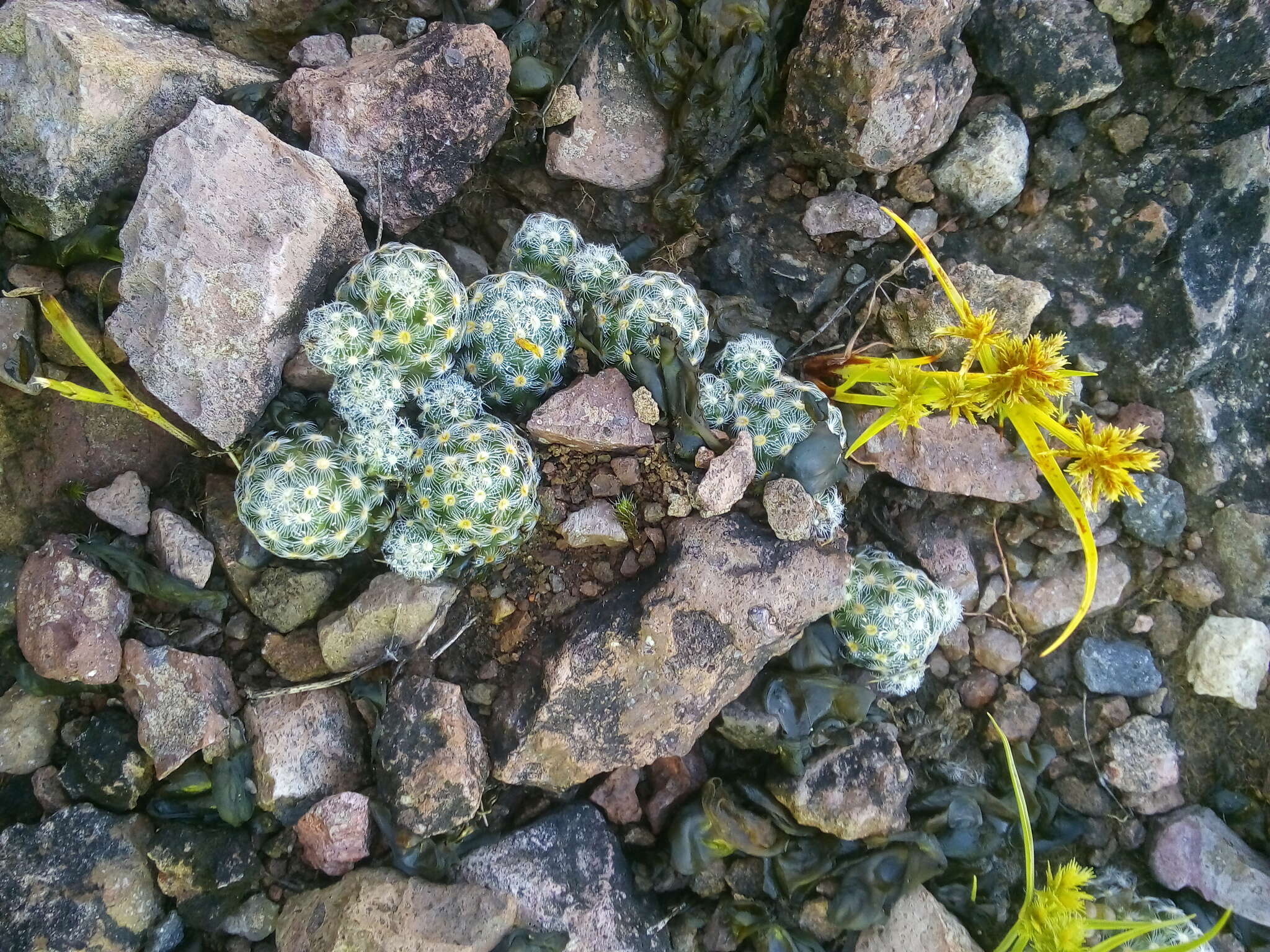 Image of Mammillaria saboae subsp. haudeana (A. B. Lau & K. Wagner) D. R. Hunt