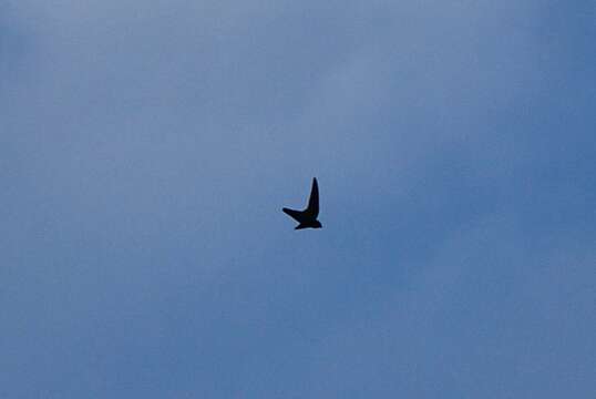 Image of Lesser Antillean Swift