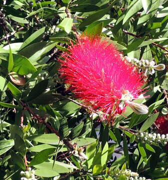 صورة Callistemon citrinus (Curtis) Skeels