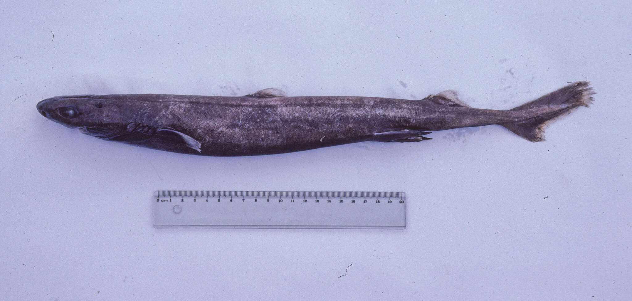 Image of Smooth Lanternshark