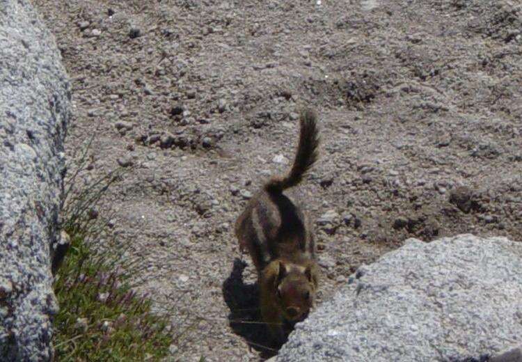 Callospermophilus Merriam 1897 resmi