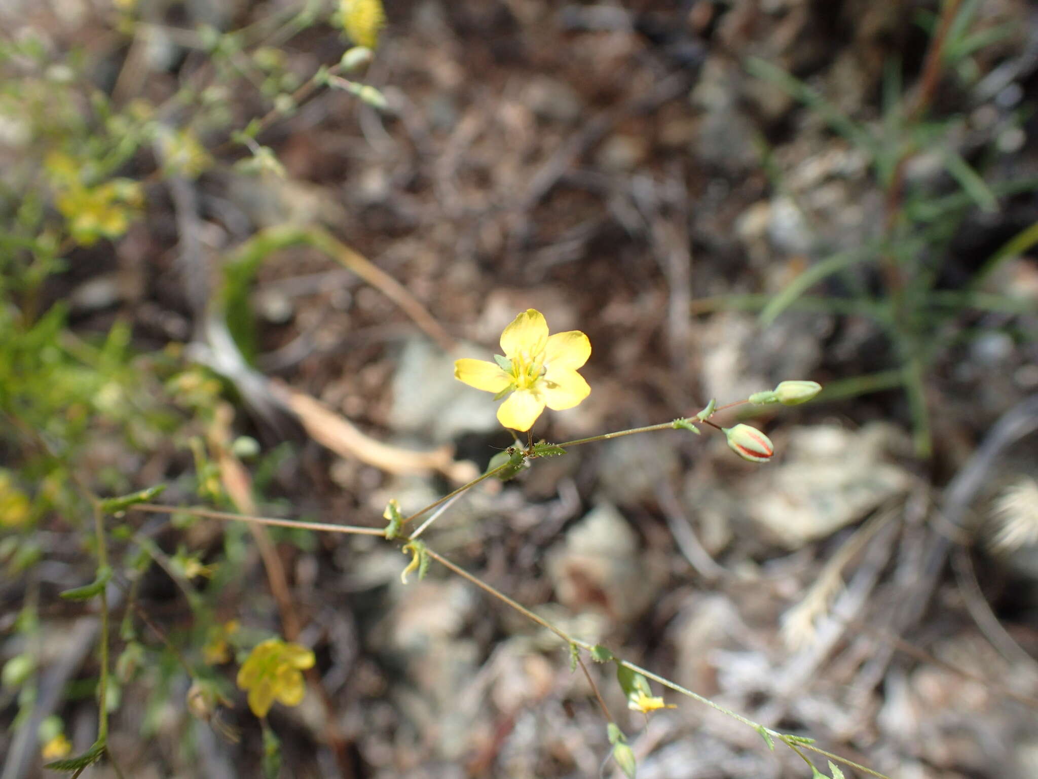 Image de Hesperolinon adenophyllum (Gray) Small