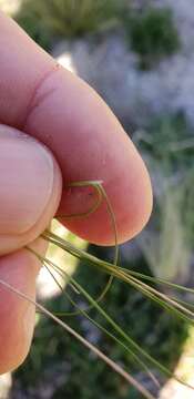 Image of serrated tussock