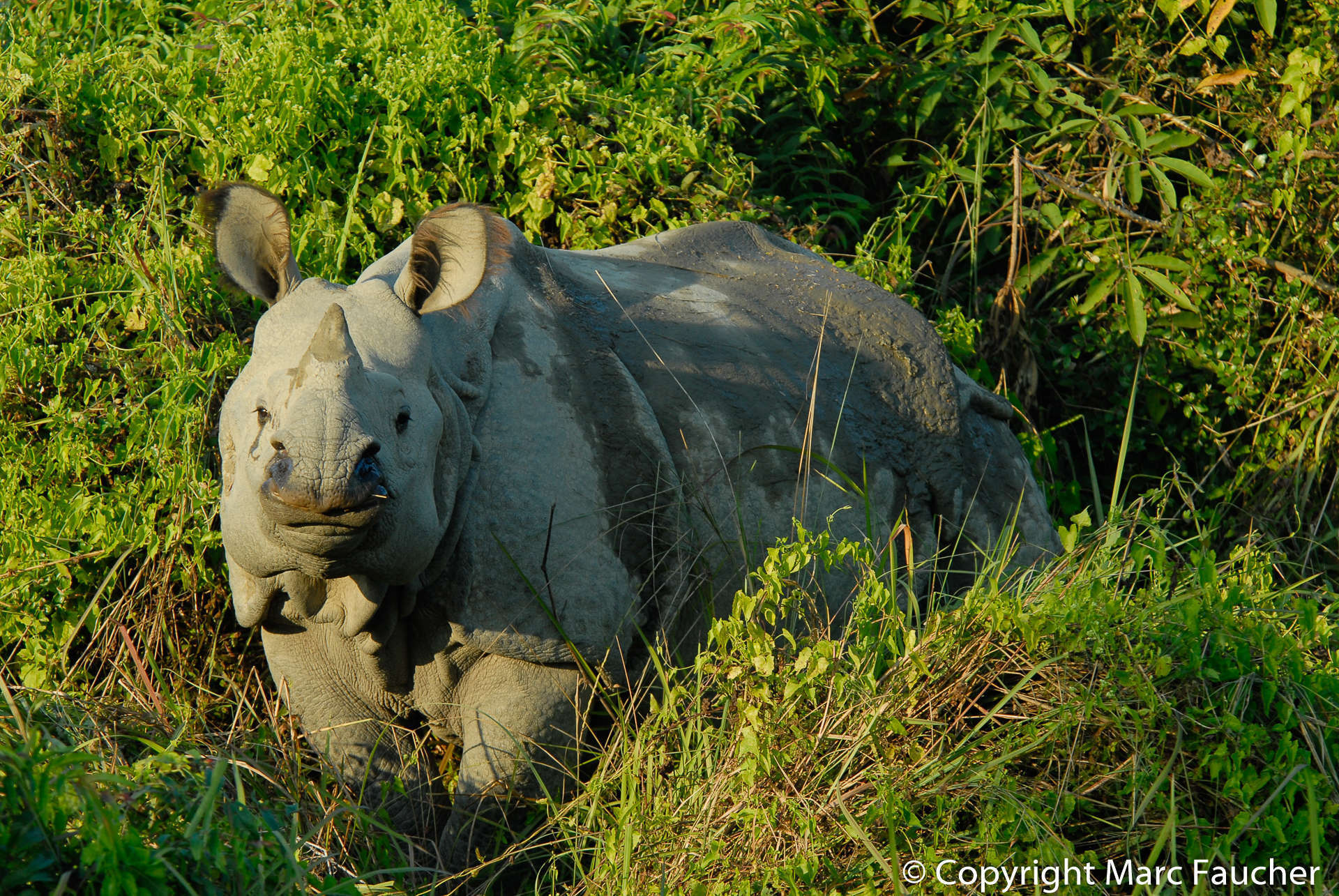 Image of Indian Rhinoceros