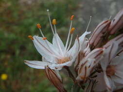 Asphodelus aestivus Brot. resmi