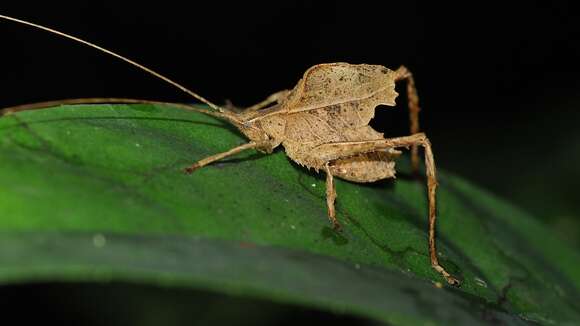 Image of Typophyllum morrisi Braun 2015