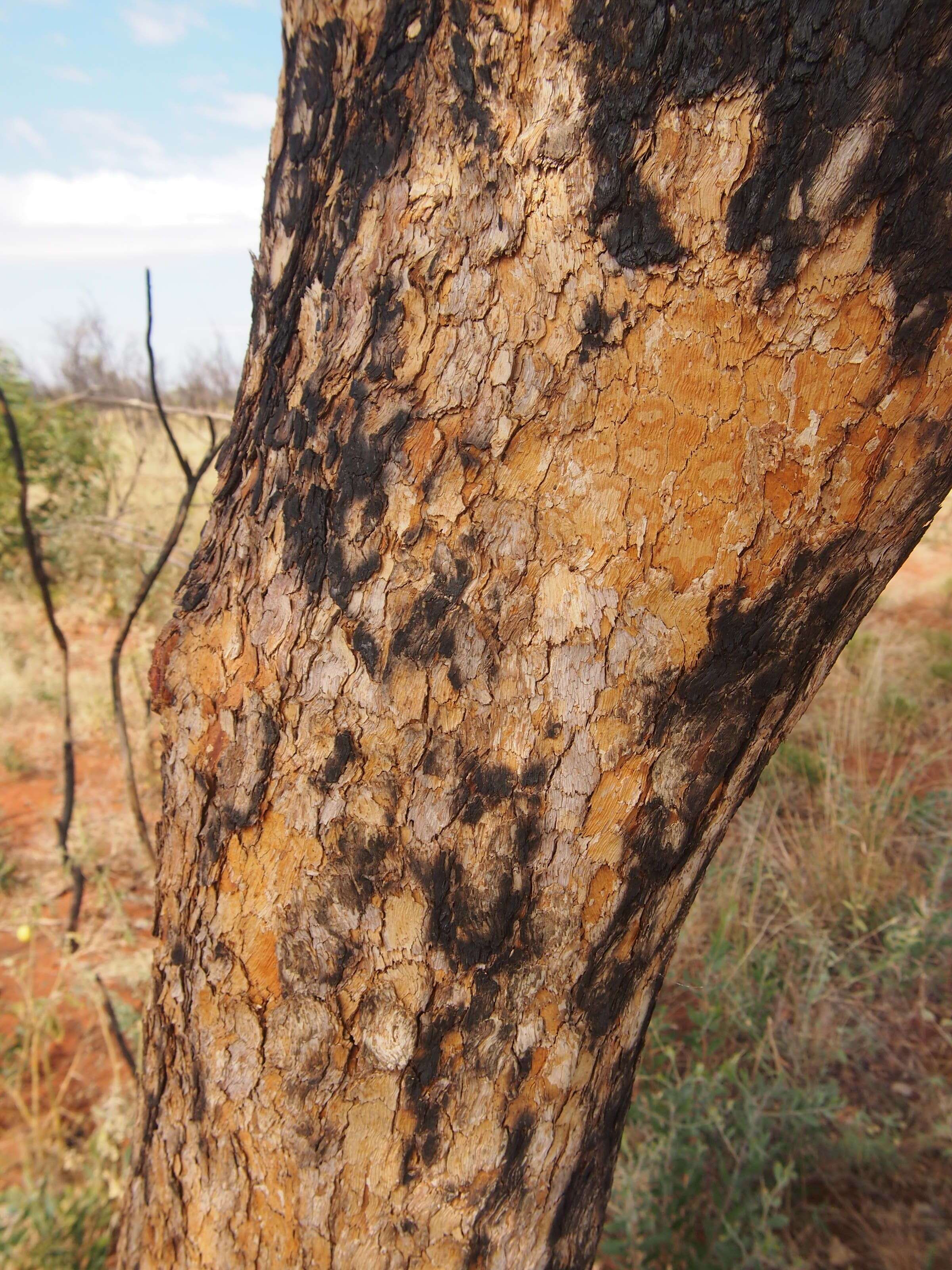 Image of Corymbia setosa (Schauer) K. D. Hill & L. A. S. Johnson