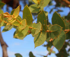 صورة Corymbia setosa (Schauer) K. D. Hill & L. A. S. Johnson