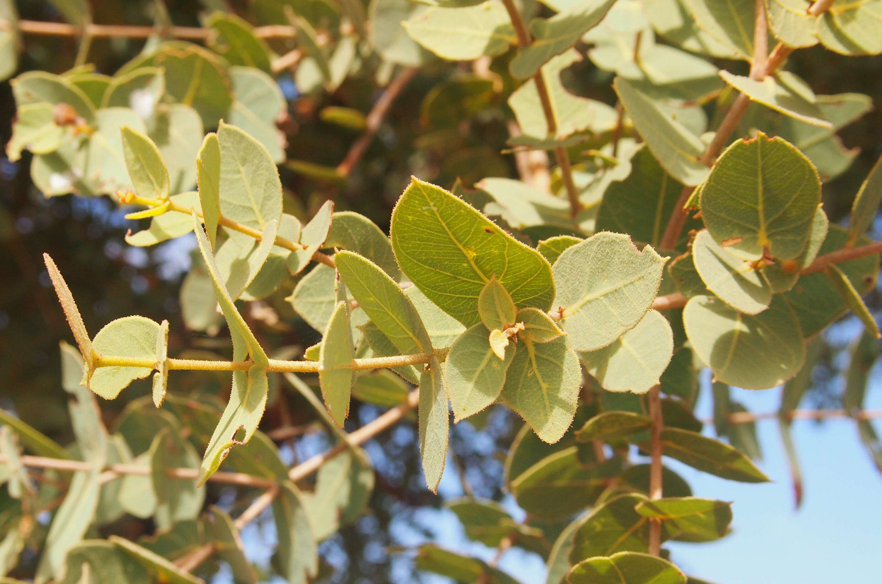 صورة Corymbia setosa (Schauer) K. D. Hill & L. A. S. Johnson