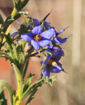 Image of Halgania cyanea Lindley