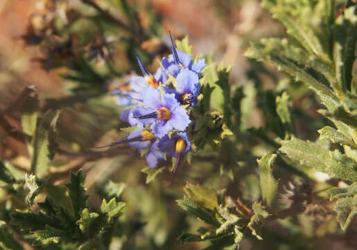 Image of Halgania cyanea Lindley