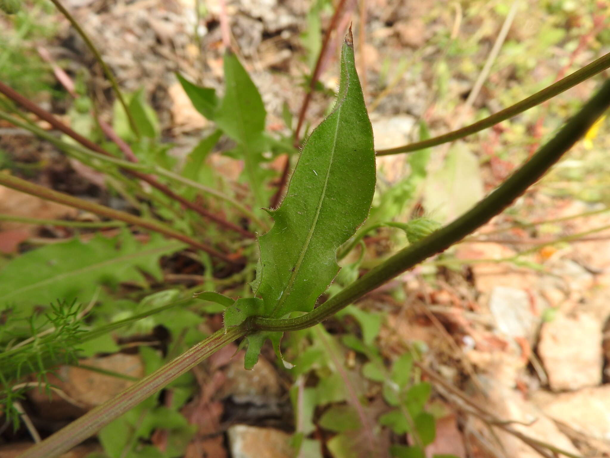 Image of Crepis commutata (Spreng.) W. Greuter