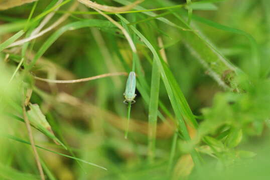 Image of Cicadella viridis (Linnaeus 1758)