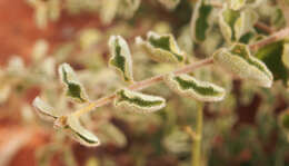 Image of Petalostigma pubescens Domin